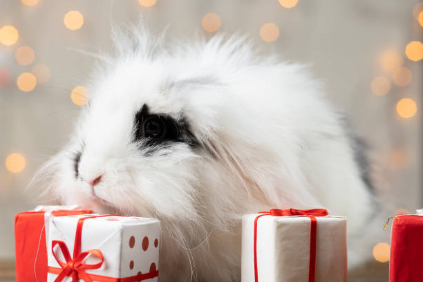 Spotted rabbit minilop among gifts. Symbol of the New Year bunny miniature lop. stock photo