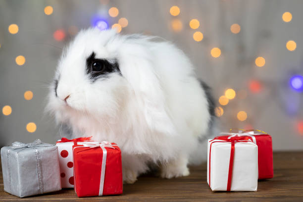 Spotted rabbit minilop among gifts. Symbol of the New Year bunny miniature lop. stock photo