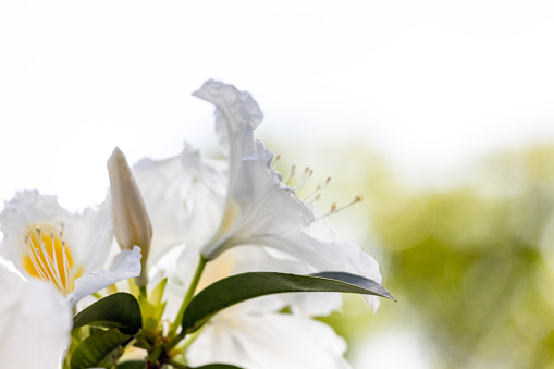 Closeup beautiful white lily flowers, background with copy space, full frame horizontal composition