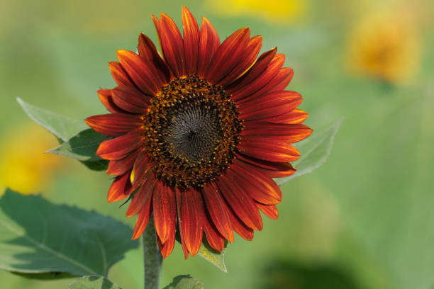 istock Orange Sunflower 1435117994