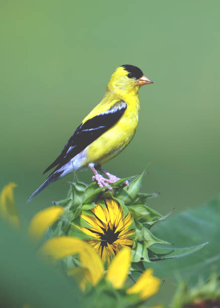 istock Goldfinch Atop Flowers 1435118116