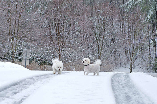 Two happy Bichon puppies frolic in the snow on a cold, gray day.
