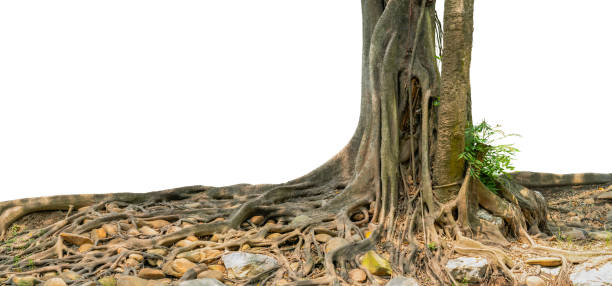 istock The image tree has been cut out and put a white background. 1435119722