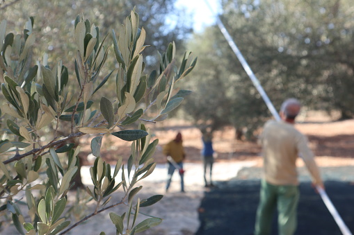 Olive harvest: With a long pole, a harvester rakes ripe olives from an olive tree on the Aegean coast on the Mediterranean Sea to make olive oil.