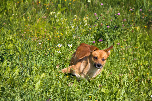 small mongrel dog on walk in meadow small mongrel dog on walk in meadow. Varied behavior of domestic animals (dogs) wrongdoer stock pictures, royalty-free photos & images
