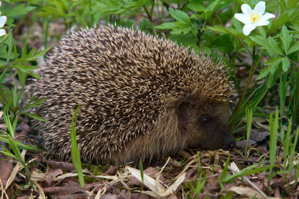istock Young hedgehog in spring forest among anemones 1435121770