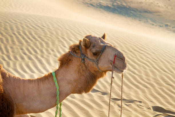 istock Arrogant proud camel dromader on the background of dunes 1435121800