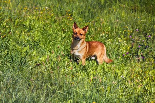 small mongrel dog on walk in meadow small mongrel dog on walk in meadow. Varied behavior of domestic animals (dogs) wrongdoer stock pictures, royalty-free photos & images