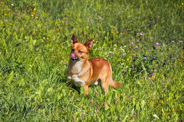 small mongrel dog on walk in meadow small mongrel dog on walk in meadow. Varied behavior of domestic animals (dogs) wrongdoer stock pictures, royalty-free photos & images