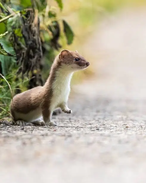 A Weasel crossing the road against blurred background