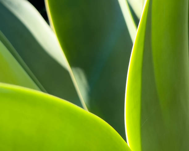 istock Agave Plant Closeup 1435122434