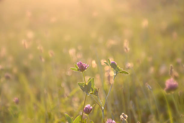 istock Red clover flowers in the summer meadow 1435122604