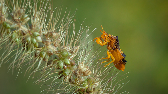 An ambush bug patiently waits for its prey in the Laurentian forest.