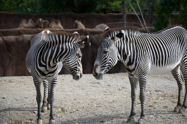 istock Two zebras in love looking at each other 1435124901