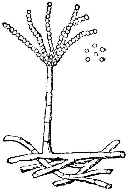 illustrazioni stock, clip art, cartoni animati e icone di tendenza di penicillina muffa fungo (penicillium chrysogenum) - 19 ° secolo - penicillium