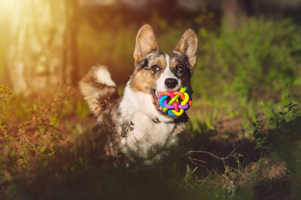 feliz cão corgi brincalhão com brinquedo na boca correndo ao ar livre ao pôr do sol. retrato de belo puro-sangue azul merle cardigan corgi galês correndo com brinquedo na boca. - puppy dog toy outdoors - fotografias e filmes do acervo