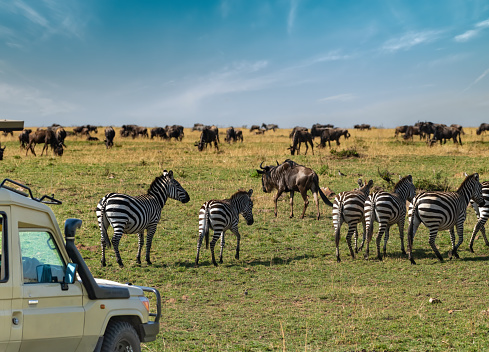 A safari vehicle views the great migration on the Serengeti