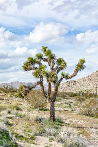 landscape with joshua trees in the desert in California