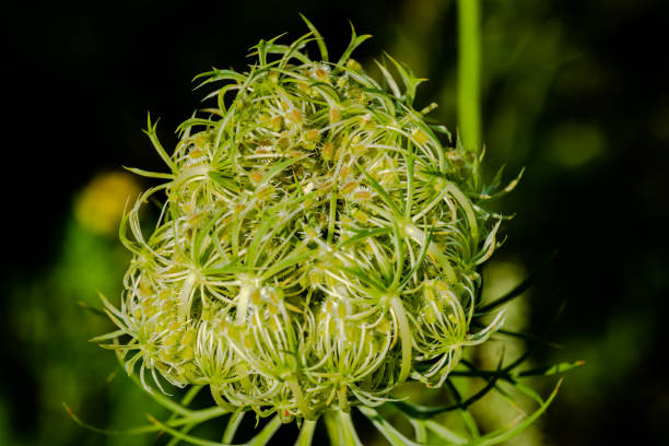 istock Wild carrot flower 1435127338