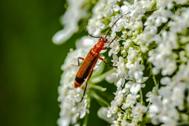 istock Wild carrot flower 1435127371