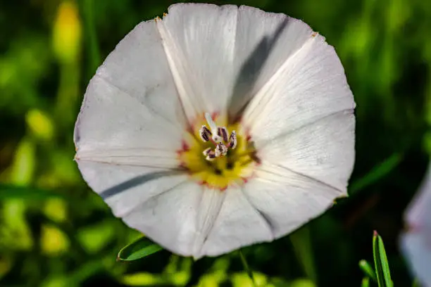 Macro photography - bindweed flowers in the meadow