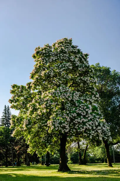Flowering Northern catalpa in the city park