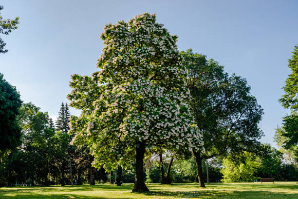 Flowering Northern catalpa in the city park stock photo