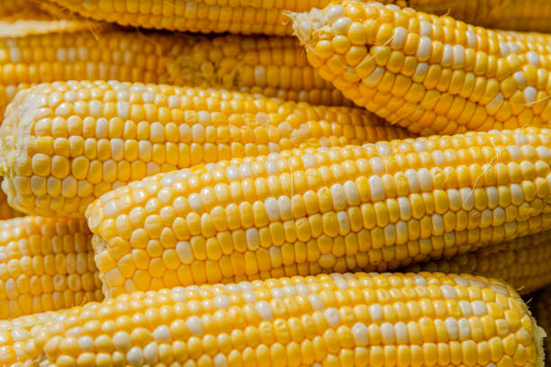 큰 냄비에 삶은 옥수수 - corn on the cob macro corn crop freshness 뉴스 사진 이미지