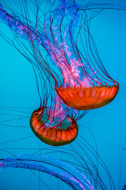 istock jelly fish in aquarium 1435128419