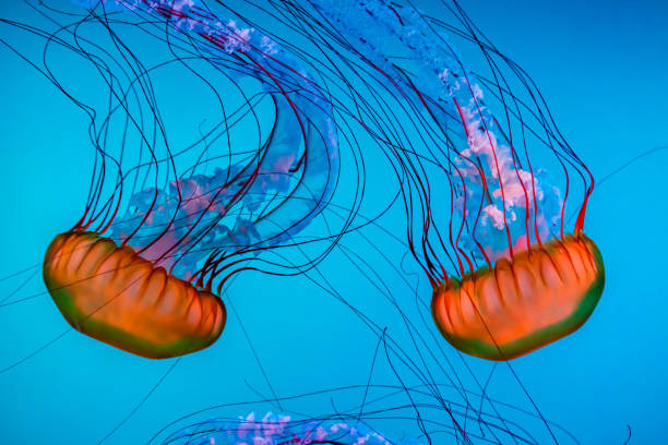 jelly fish in aquarium stock photo