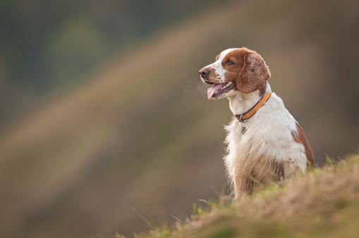 Cute young welsh springer spaniel in nature. Beautiful young hunting dog portrait.