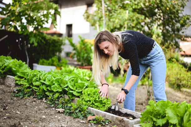 istock Growing plants and vegetables in a backyard. 1435130008