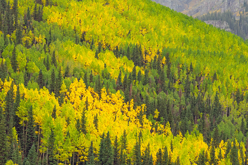 Grove of aspen trees near Telluride, Colorado (western USA - North America) in autumn colors.