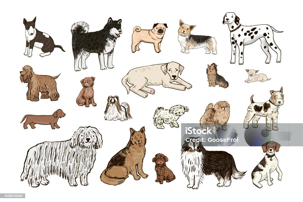 Dogs Pets Breeds Vector Illustrations Set Stock Illustration Download dogs-pets-breeds-vector-illustrations-set-stock-illustration-download
