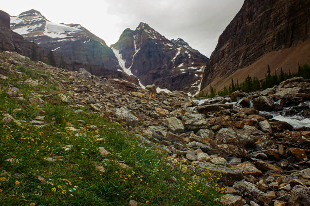 Columbia Icefield in summer, Jasper National Park, AB, Canada