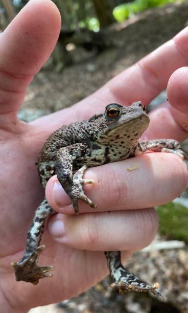 crapaud commun femelle adulte reposant sur une main humaine - common toad photos et images de collection