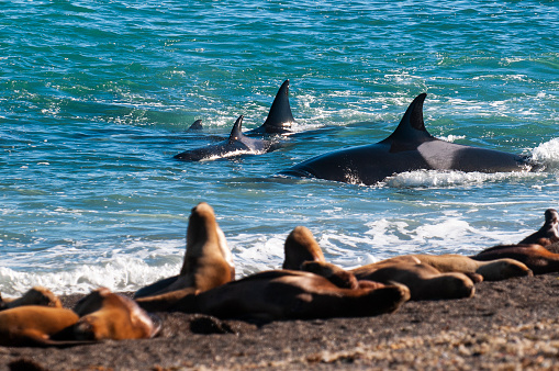 Orca family hunting sea lions on the paragonian coast, Patagonia, Argentina