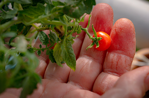 Small cherry tomatoes in hand.Fingers frayed earthworker, old human hand.Close up
