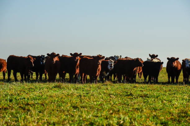istock Countryside landscape with cows grazing, 1435137934