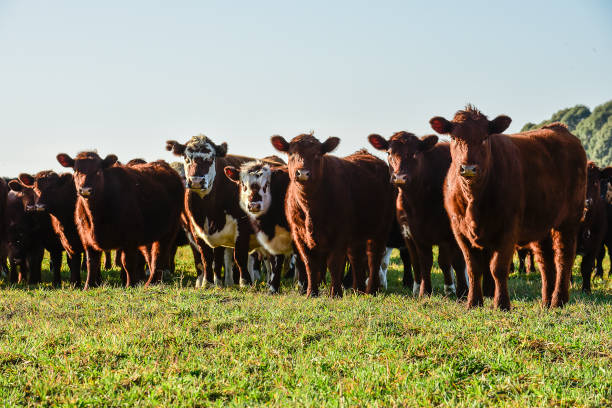 istock Countryside landscape with cows grazing, 1435137955