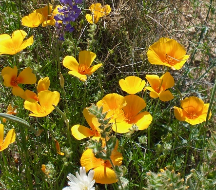 Desert poppies and other wildflowers