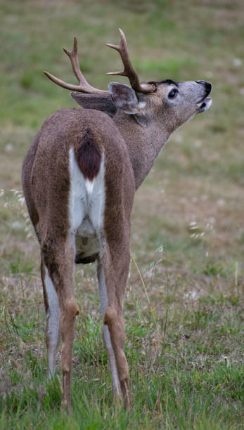 istock California Coastal Buck in a Rut 1435140242