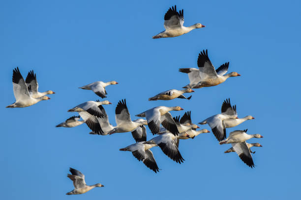 Group of Flying White Geese stock photo