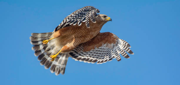 Under the Flying Red Shouldered Hawk stock photo