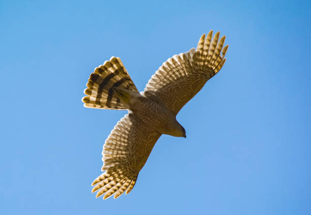 Under the Flying Cooper's Hawk Under a Flying Cooper's Hawk or Sharp-Shinned Hawk accipiter striatus stock pictures, royalty-free photos & images