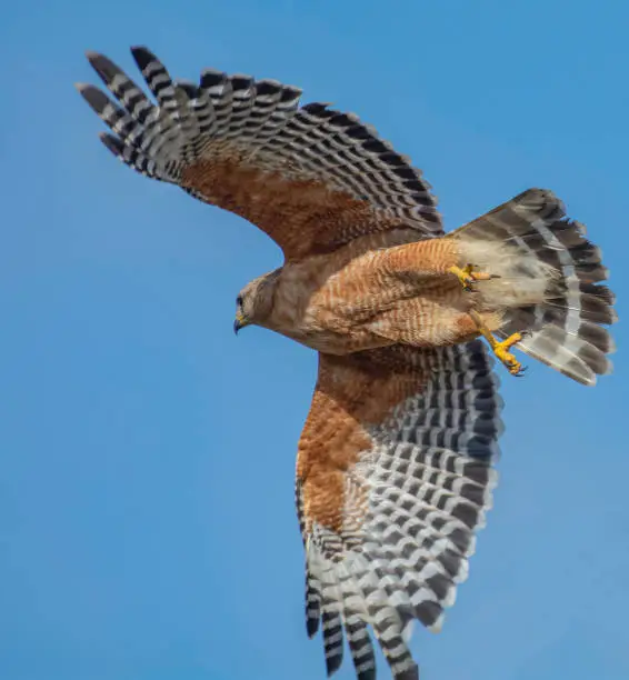 Photo of Close Up of a Flying Red Shouldered Hawk