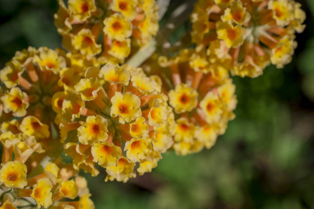 Yellow Buddleja davidii plant blooming in close up