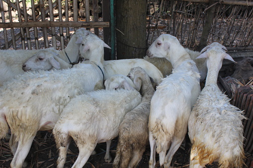 a flock of sheep outside the barn
