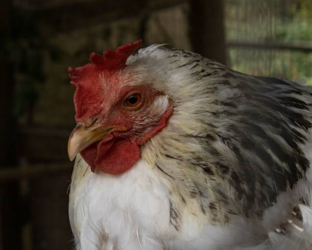 istock A chicken sitting in a coop 1435142706