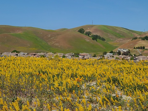 カリフォルニア州サンラモンを見下ろすタサハラリッジに黄色いルピナスの花畑が咲く アメリカ合衆国のストックフォトや画像を多数ご用意